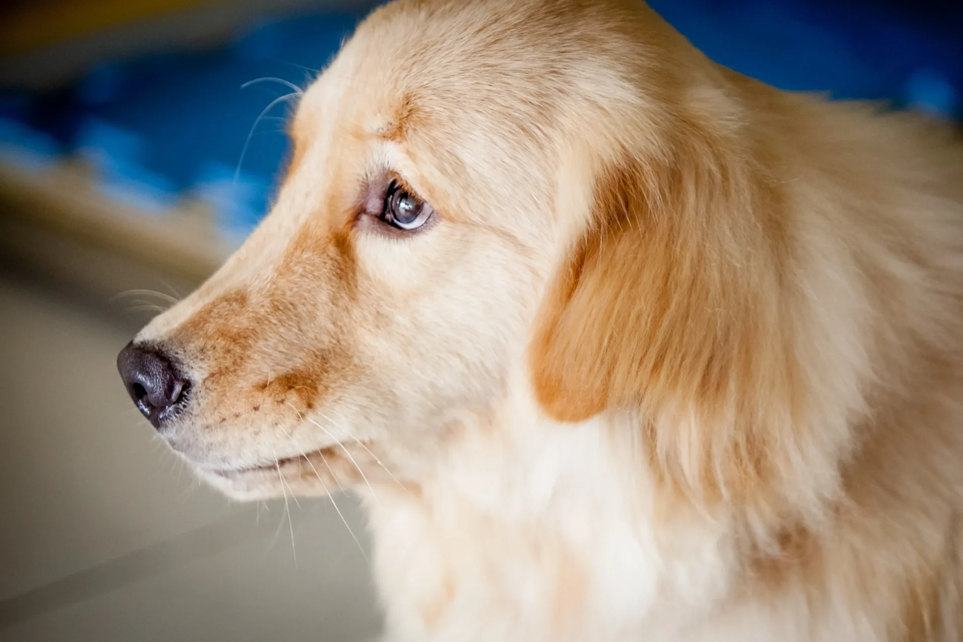 Dog staring