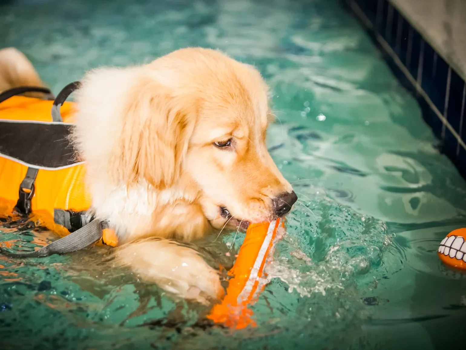 Dog swimming